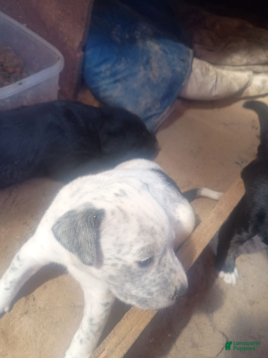 Mixed Breed dogs for sale: Mixed Breed 4 - Ad 1
