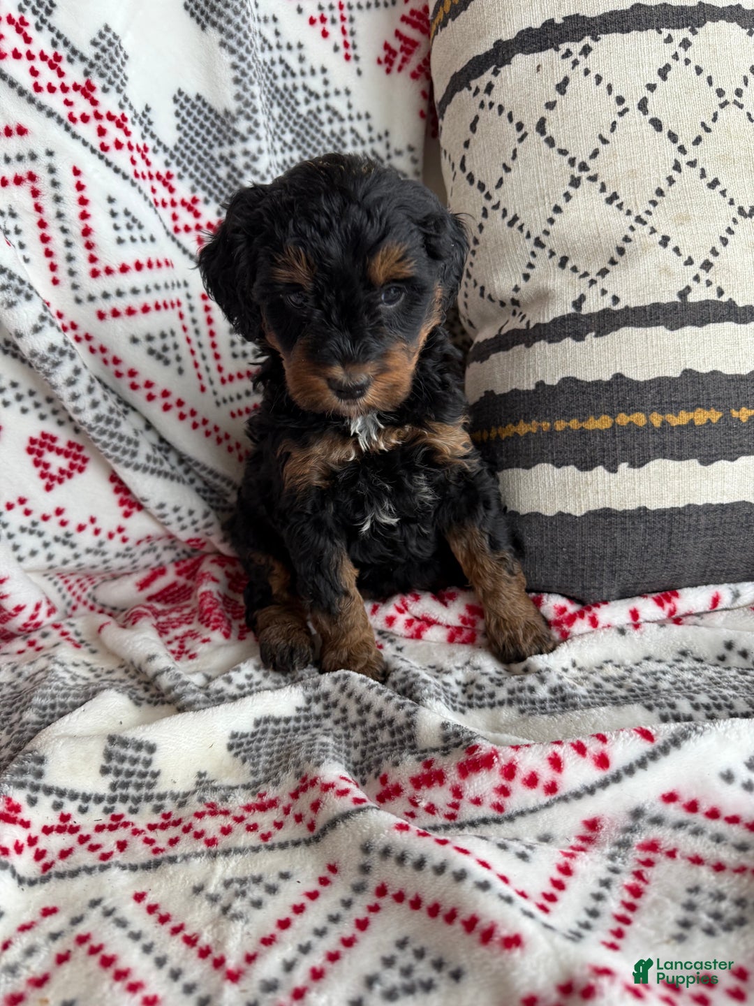 Mini Bernedoodle dogs for sale: Carly - Ad 3
