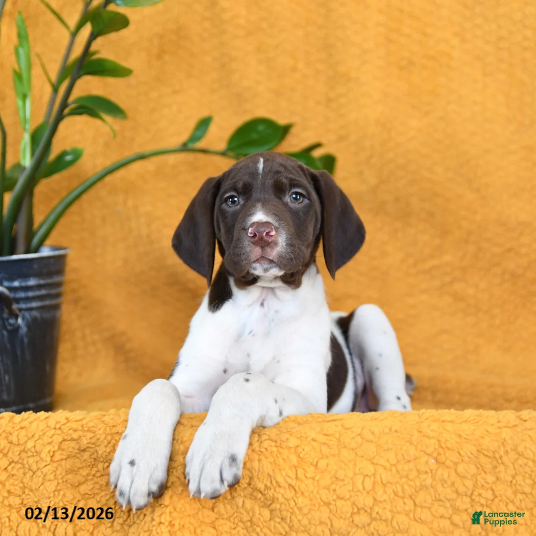 German Shorthaired Pointer dogs for sale: Brittany - Ad 5