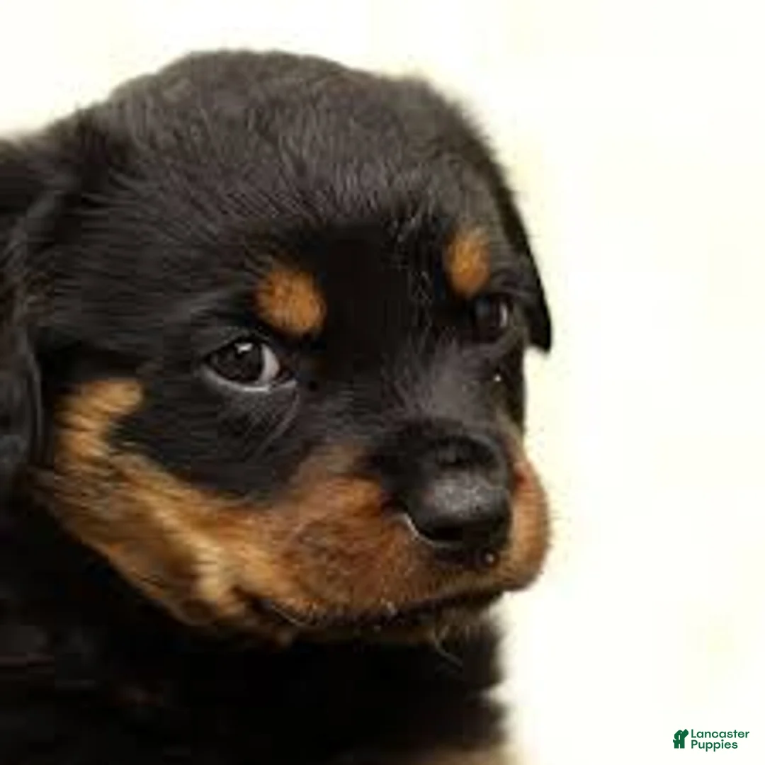 Rottweiler dogs for sale: Gloria - Ad 11