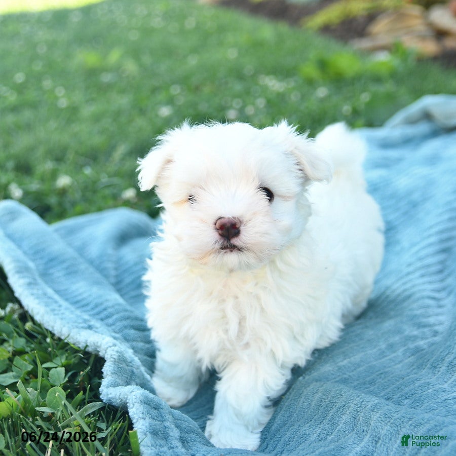 Maltese dogs Poppy  - Ad 2