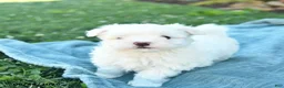 Maltese dogs for sale: Poppy  - Ad 2