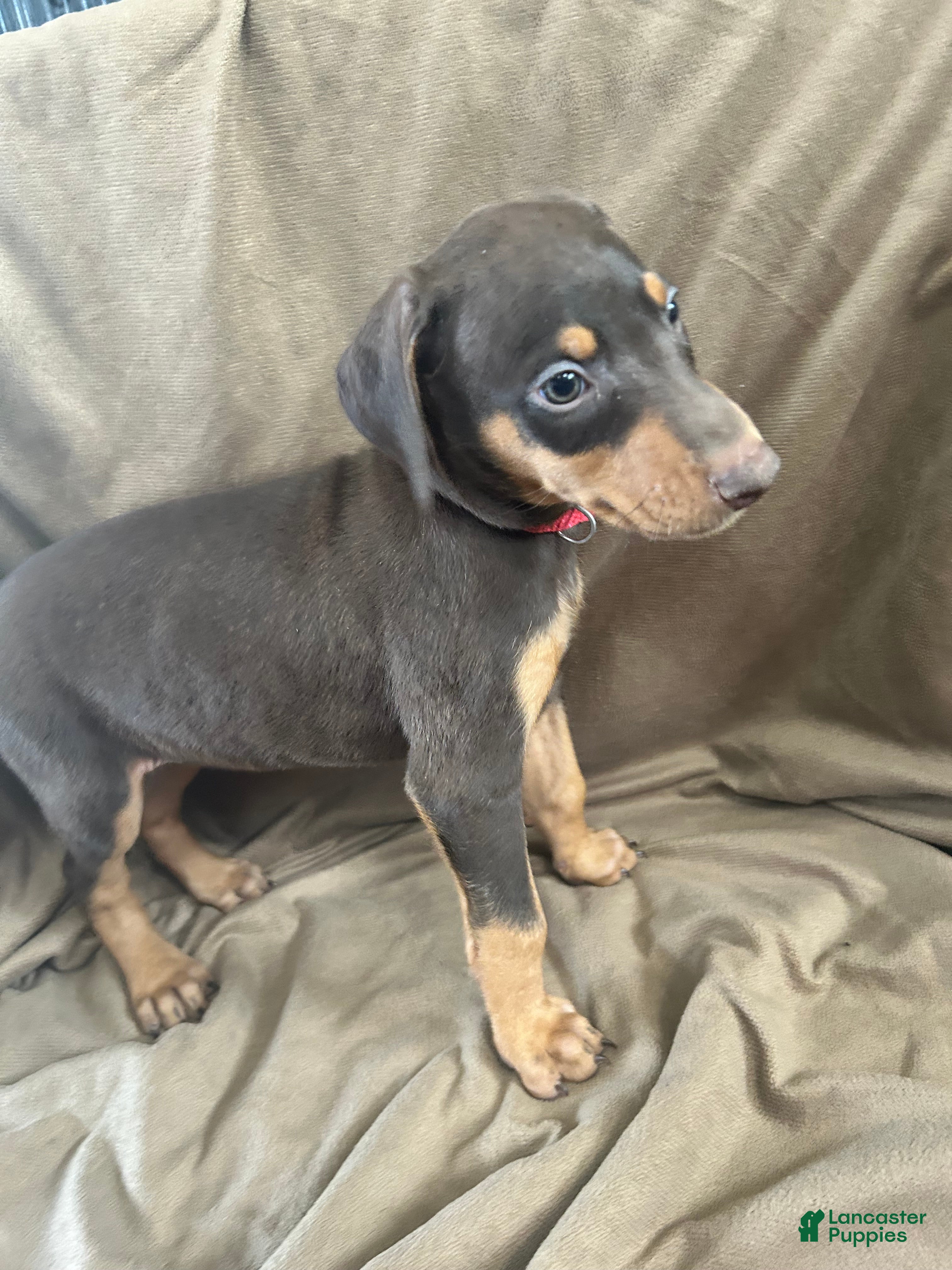 Doberman Pinscher dogs Red Collar  - Ad 2