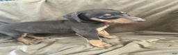Doberman Pinscher dogs for sale: Red Collar  - Ad 2
