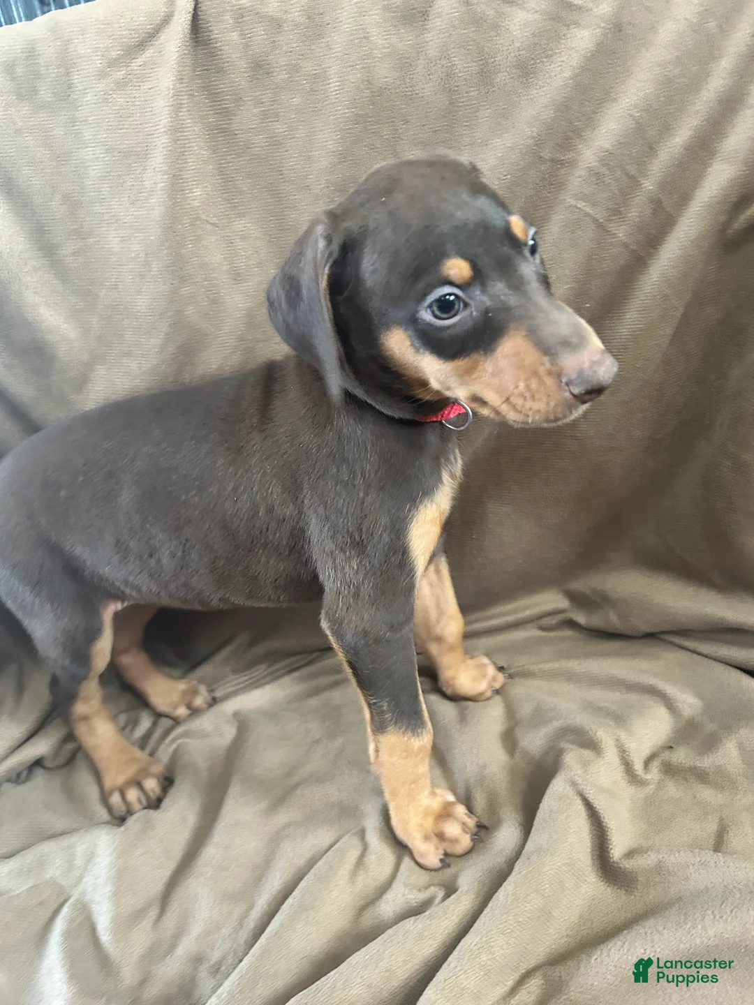 Doberman Pinscher dogs for sale: Red Collar  - Ad 2