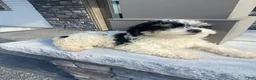 Miniature Poodle dogs for sale: Daisy - Ad 4
