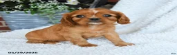 Cavalier King Charles Spaniel dogs for sale: Dusty - Ad 2