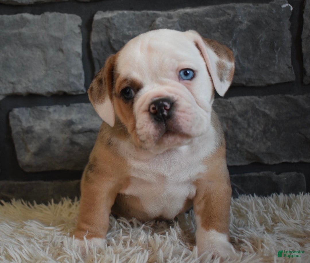 Mixed Breed dogs for sale: Bubba  - Ad 4