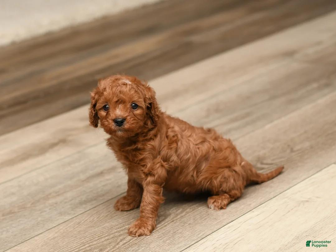 Cavapoo dogs for sale: Max - Ad 3