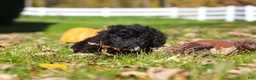 Cavapoo dogs for sale: Vince - Ad 10