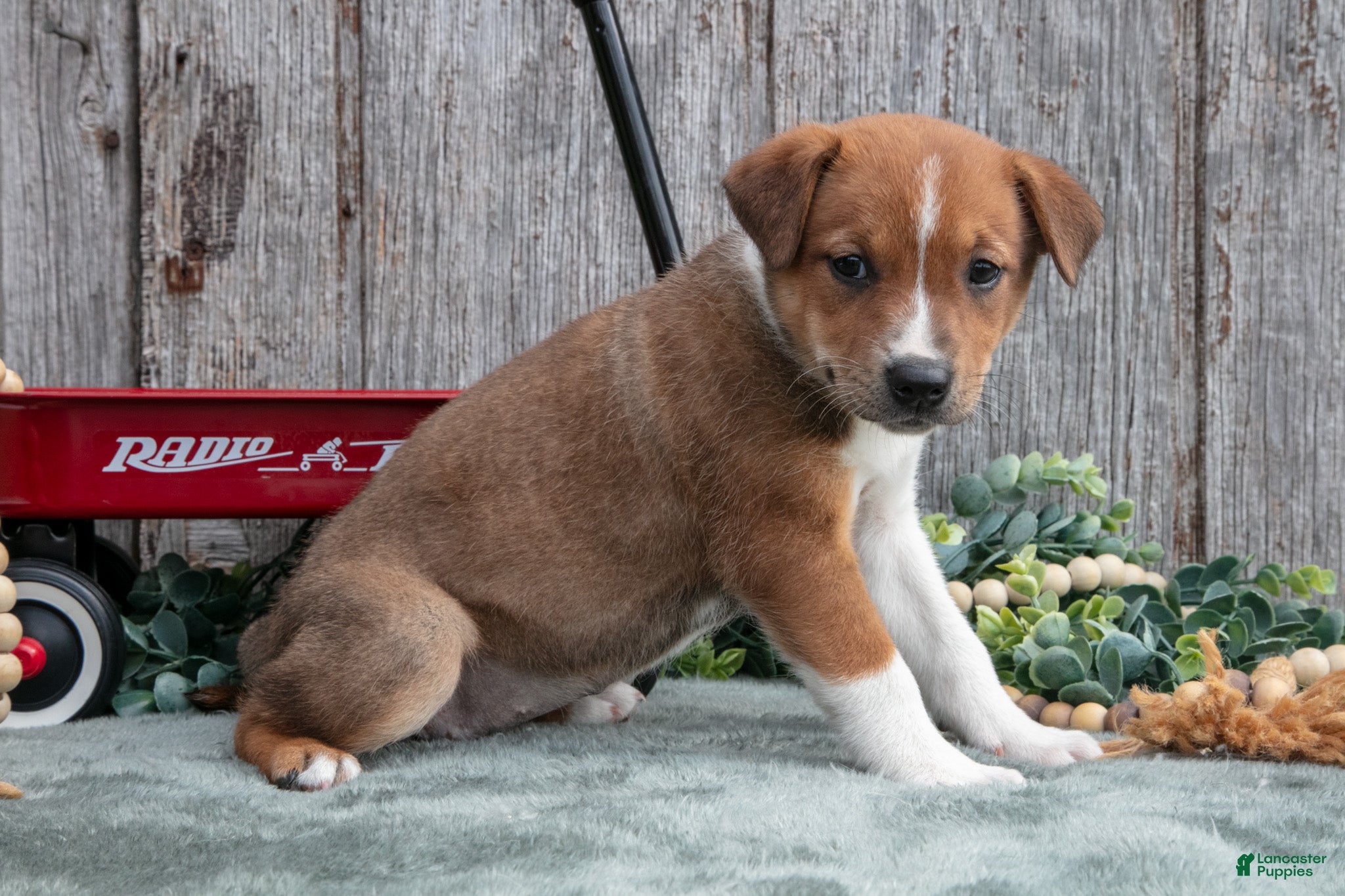 Mixed Breed dogs Skye - Ad 2
