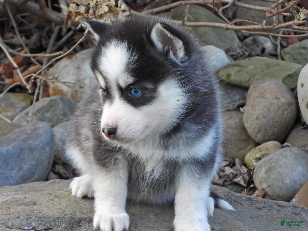 Pomsky dogs for sale: Ashley - Ad 7