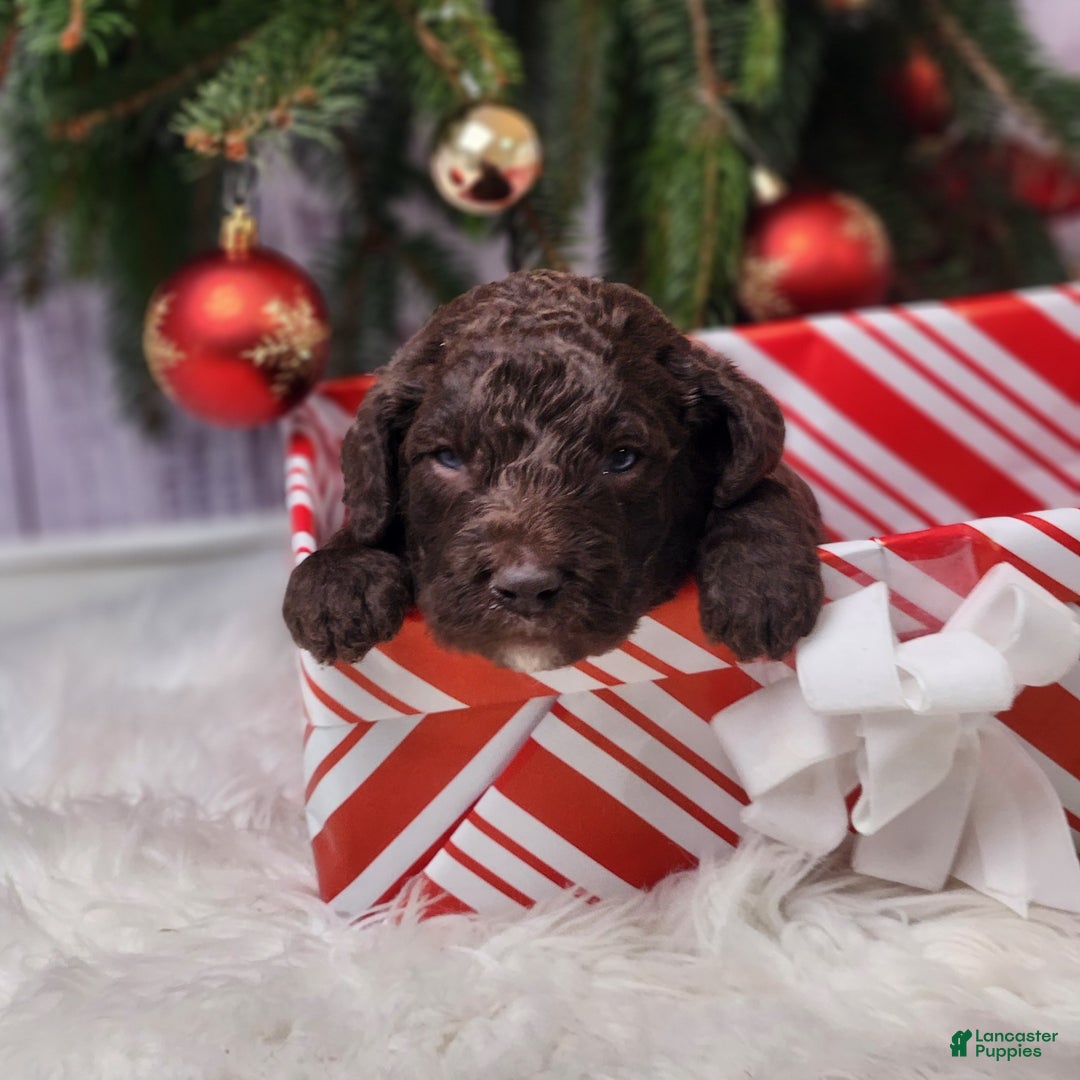 Labradoodle dogs for sale: Edward - F1B - Ad 1