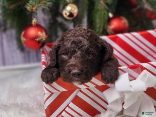 Labradoodle dogs Edward - F1B - Ad 1