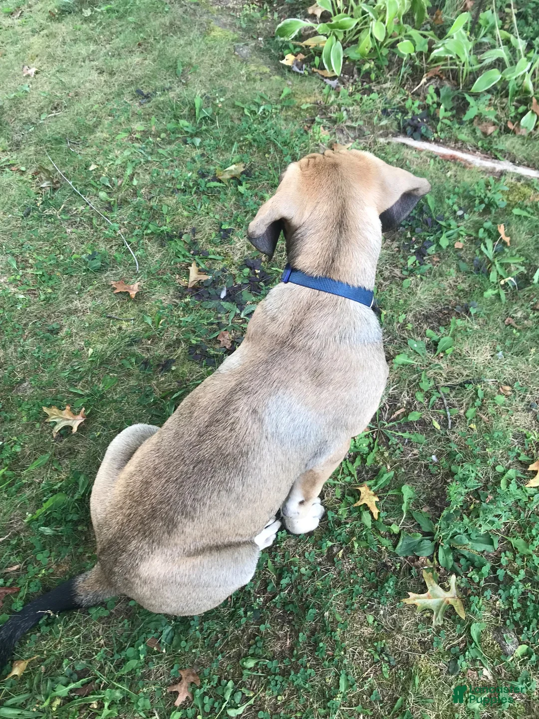 English Mastiff dogs for sale: English Mastiff 1 - Ad 5