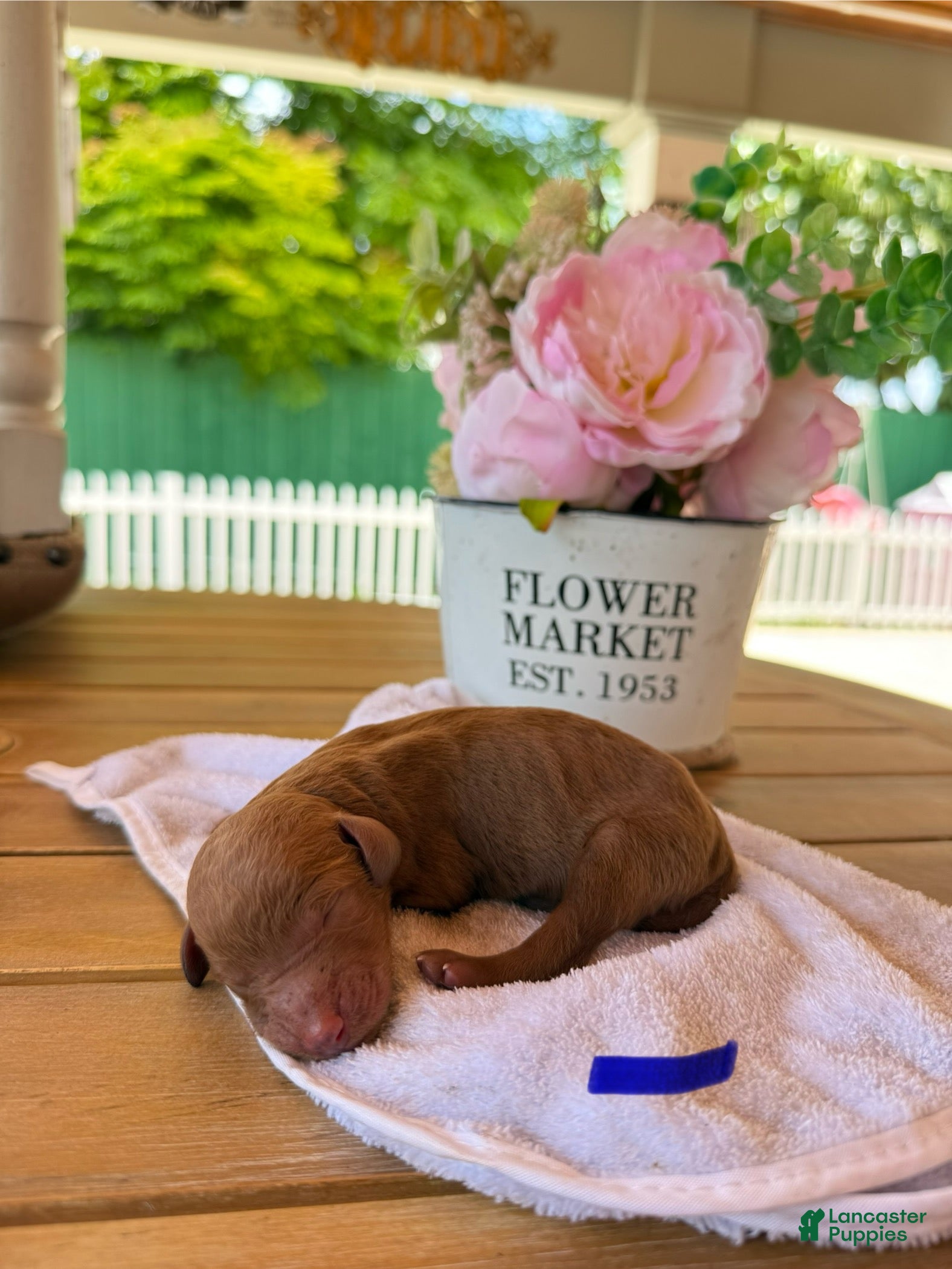 Goldendoodle dogs for sale: Winston - Ad 2