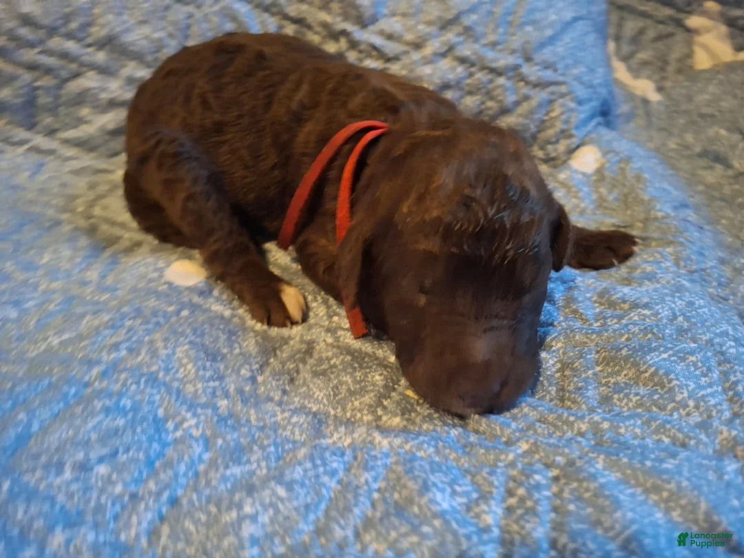 Labradoodle dogs for sale: Gemma - Ad 7