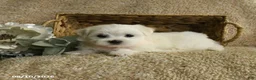 Maltese dogs for sale: Rascal - Ad 4