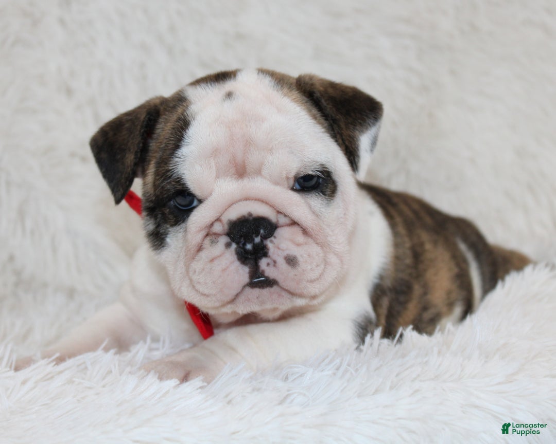 English Bulldog dogs for sale: Taya - Ad 6