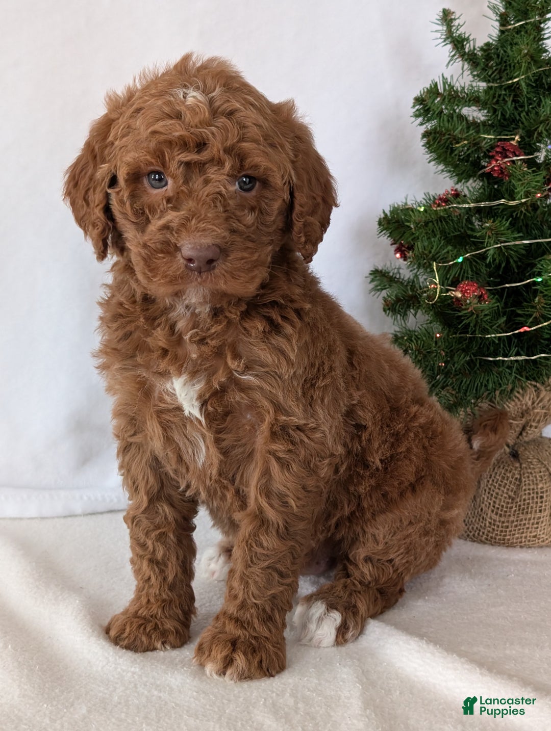 Goldendoodle dogs for sale: Porter  - Ad 9