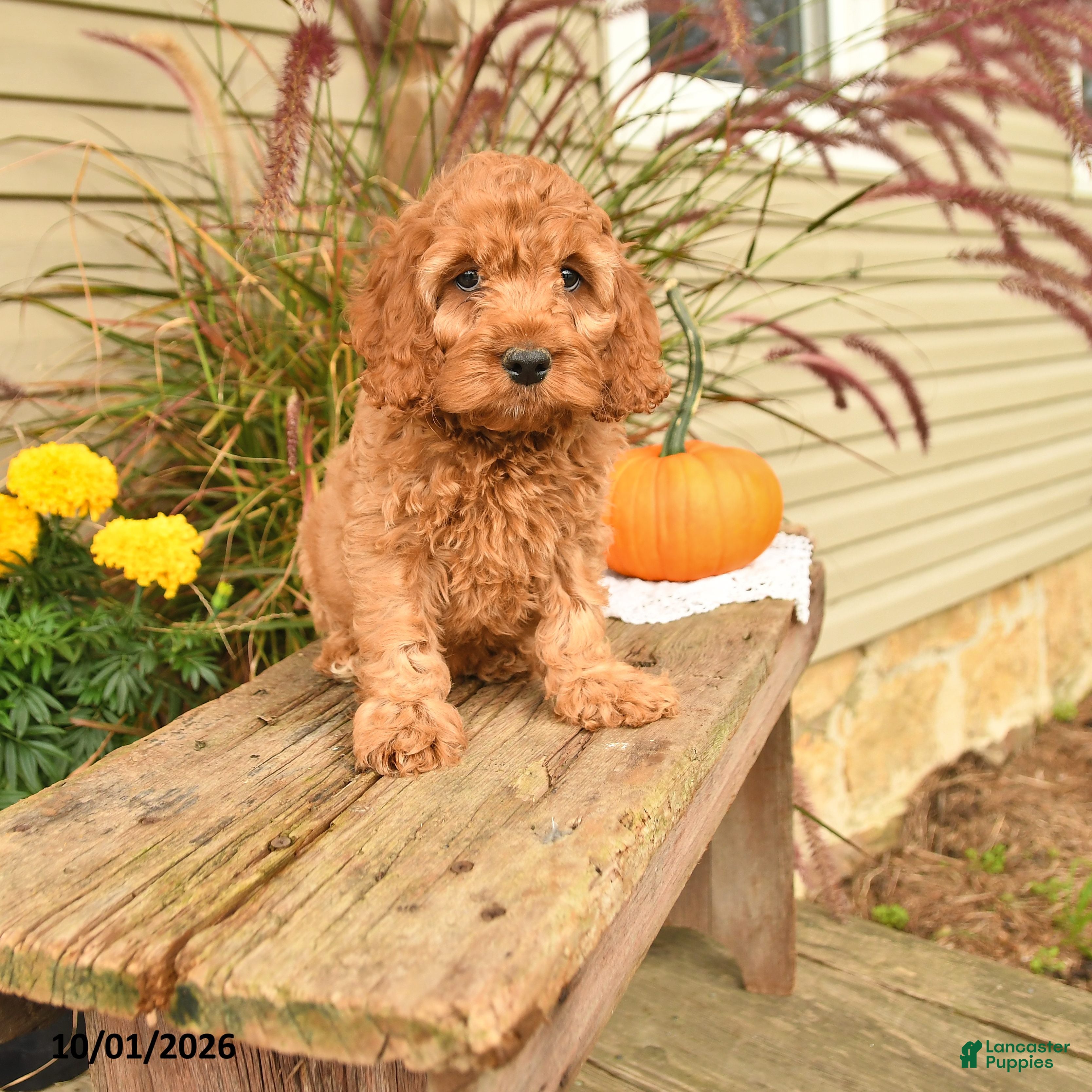 Cockapoo dogs Jep - Ad 1