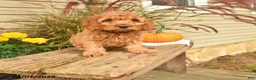 Cockapoo dogs for sale: Jep - Ad 1