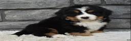 Bernese Mountain Dog dogs for sale: Buster  - Ad 2