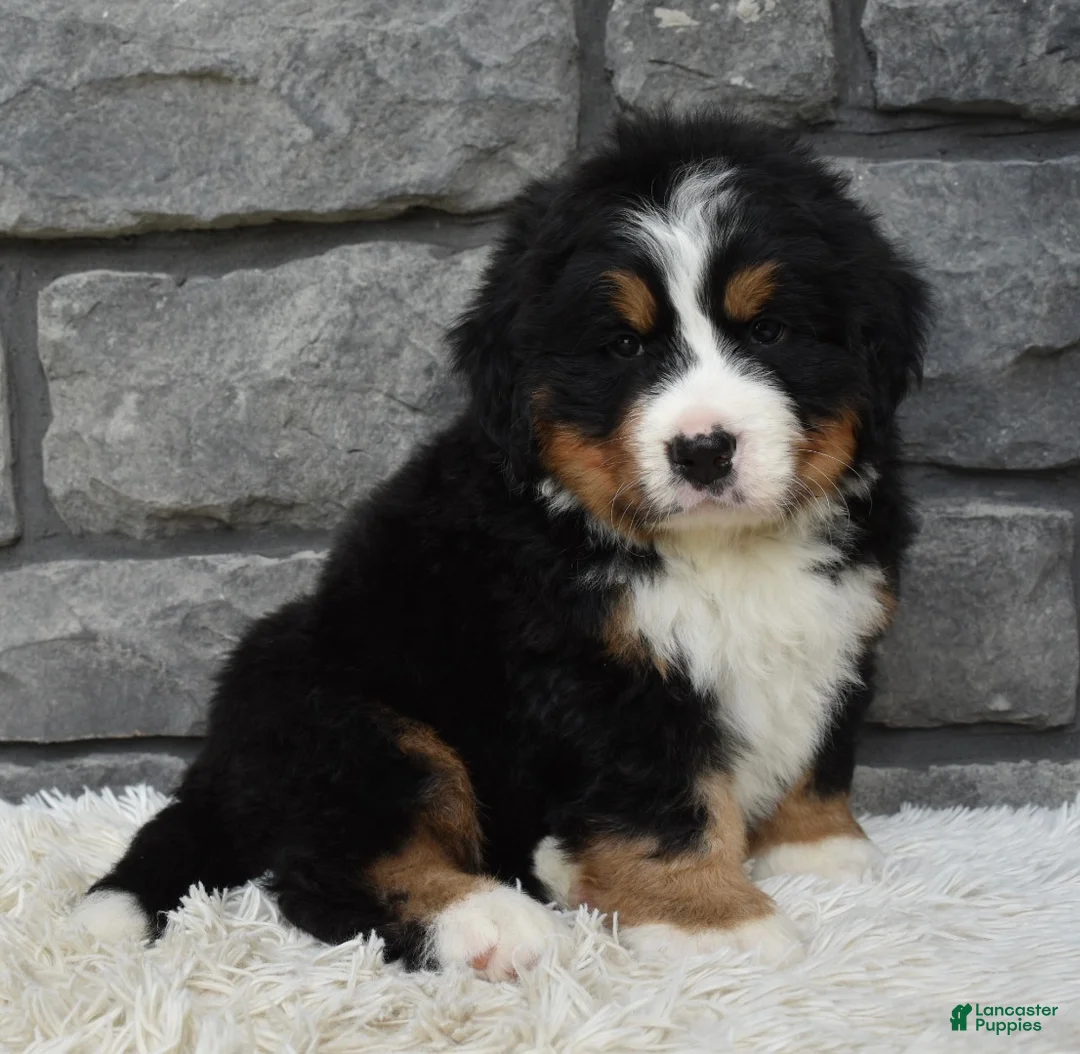 Bernese Mountain Dog dogs for sale: Buster  - Ad 2