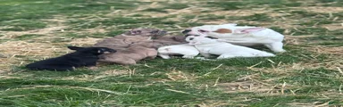 French Bulldog Puppy 5