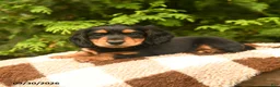 Miniature Dachshund dogs for sale: Gretel - Ad 3