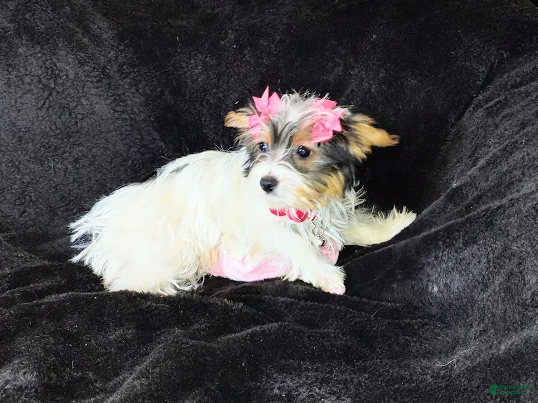 Yorkshire Terrier dogs for sale: Yorkshire Terrier Puppy 1 - Ad 2