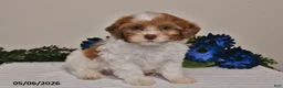 Shihpoo dogs for sale: Cooper - Ad 4