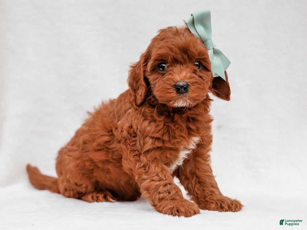 Cavapoo dogs for sale: Lance Cavapoo Pup - Ad 1