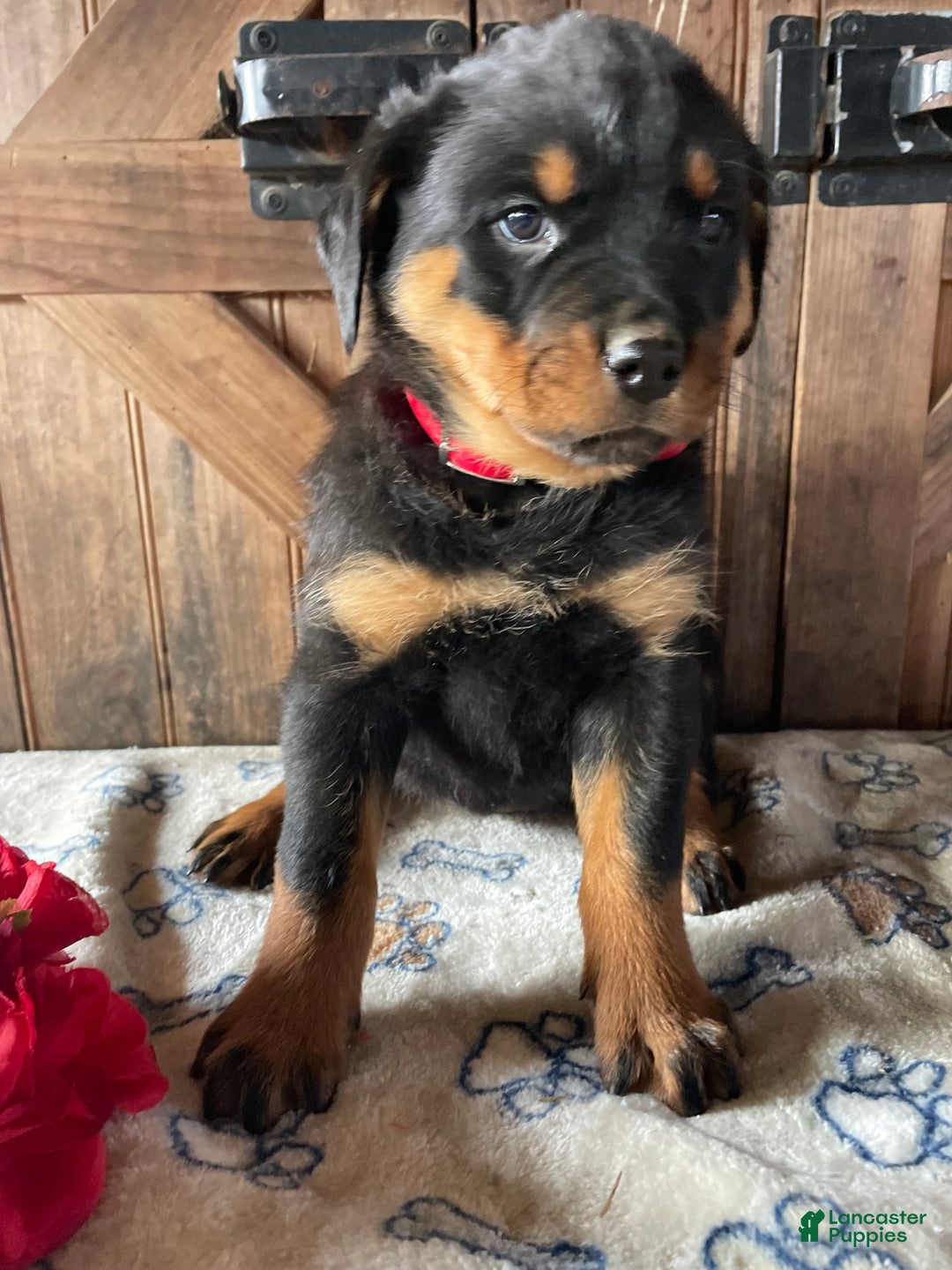 Rottweiler dogs for sale: Gemma - Ad 2