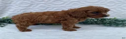 Cavapoo dogs for sale: Niles - Ad 3