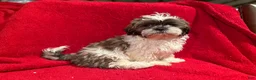 Shih Tzu dogs for sale: Shih Tzu Puppy 1 - Ad 1