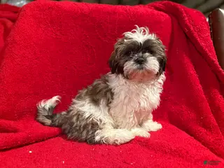 Shih Tzu dogs Shih Tzu Puppy 1 - Ad 18