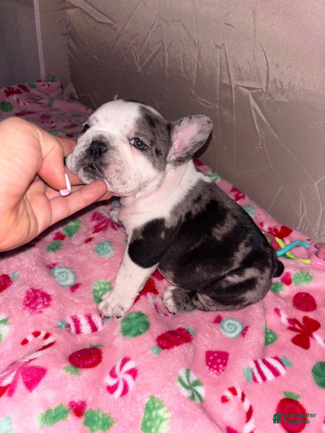 American Bully dogs for sale: American Bully Puppy 6 - Ad 2