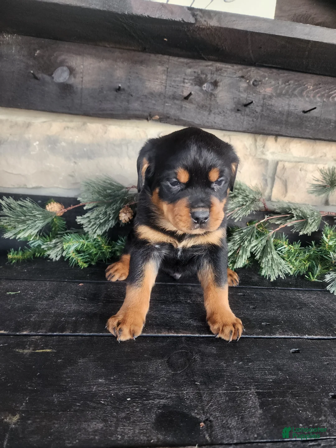 Rottweiler dogs for sale: Bravo - Ad 1
