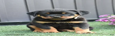 Zola