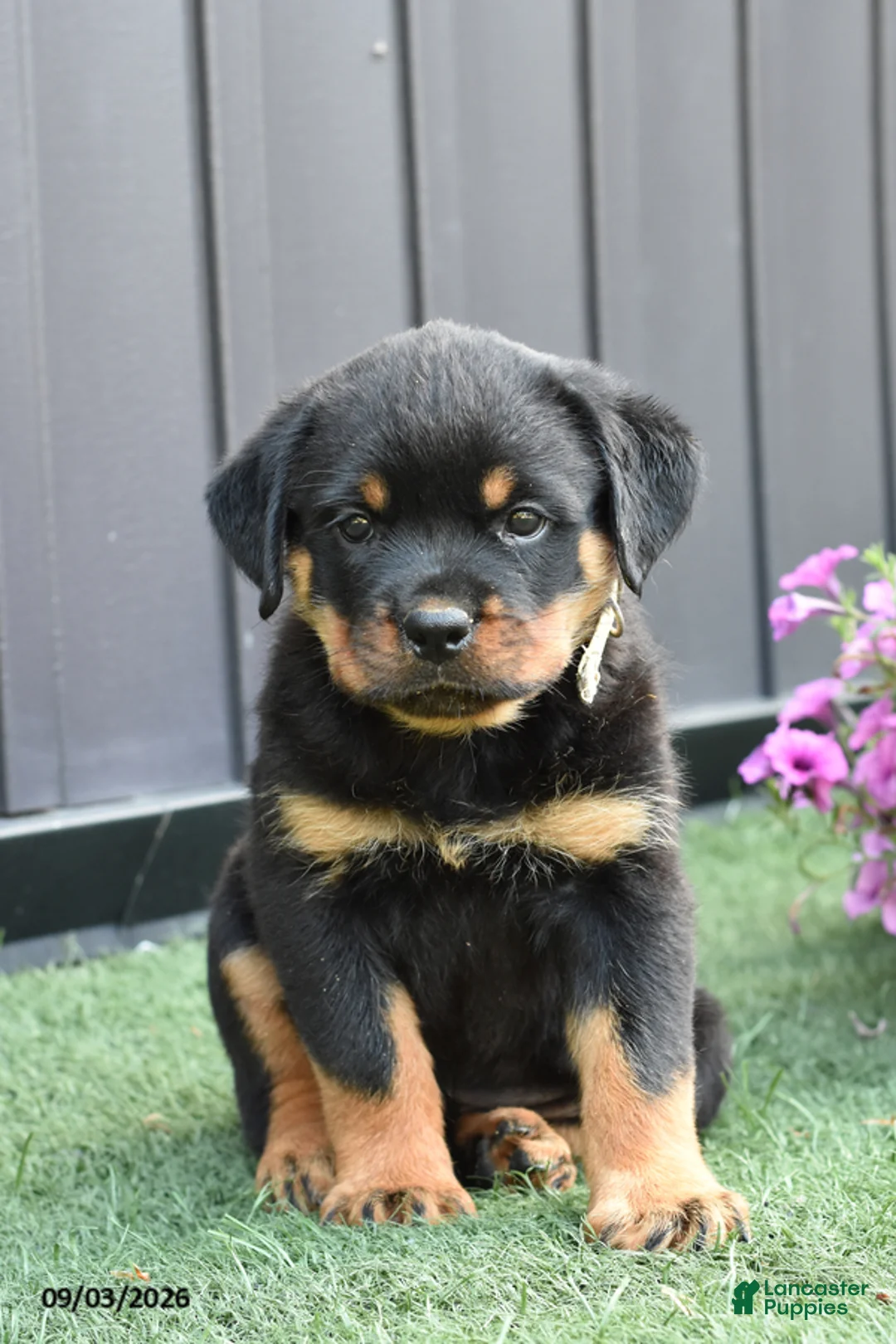 Rottweiler dogs for sale: Zola - Ad 1