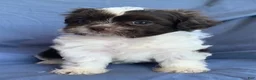 Shih Tzu dogs for sale: Muffin - Ad 8