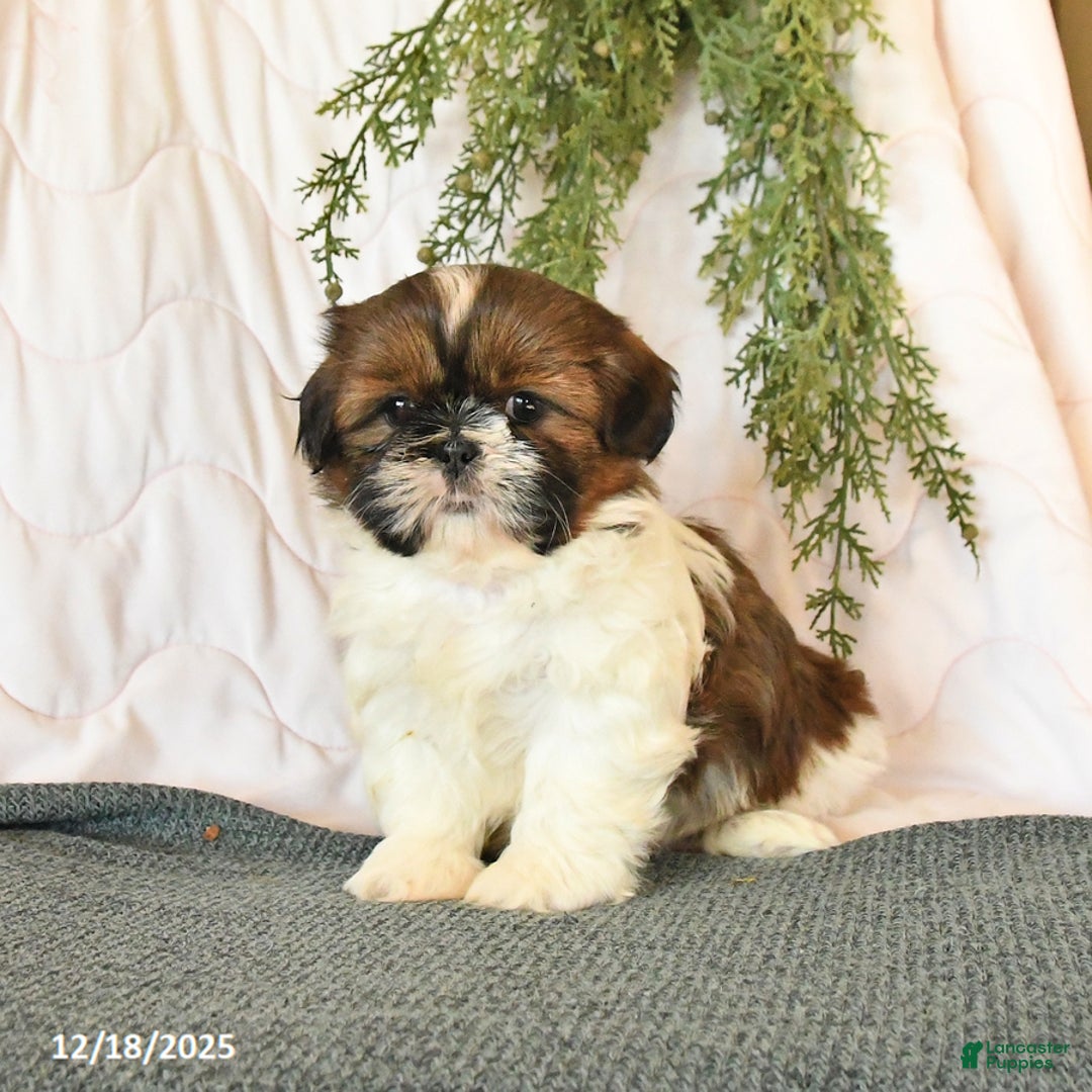 Shih Tzu dogs for sale: Chili - Ad 3