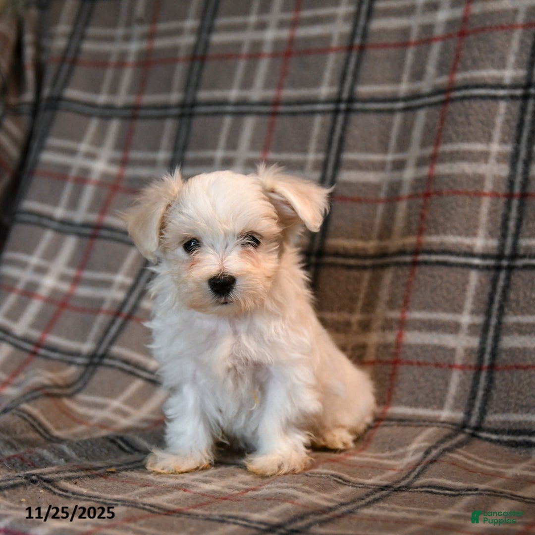 Maltese dogs for sale: Sprout - Ad 3