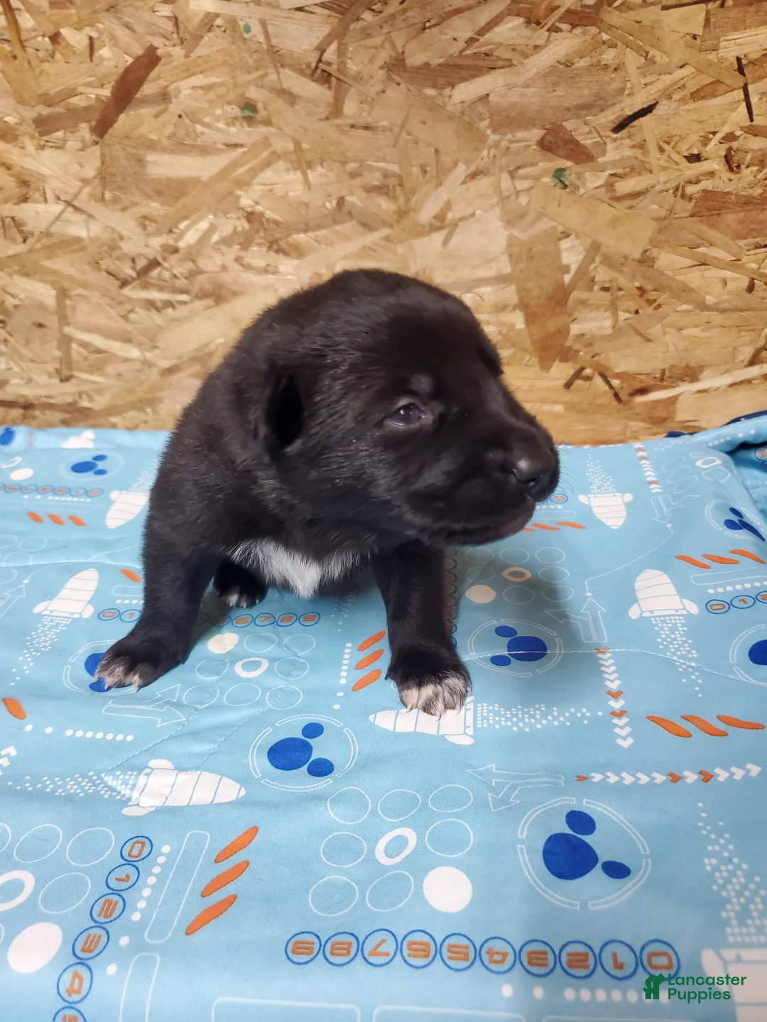 Mixed Breed dogs for sale: Luna - Ad 2
