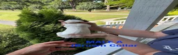 German Shorthaired Pointer dogs for sale: German Shorthaired Pointer (Male A) - Ad 6