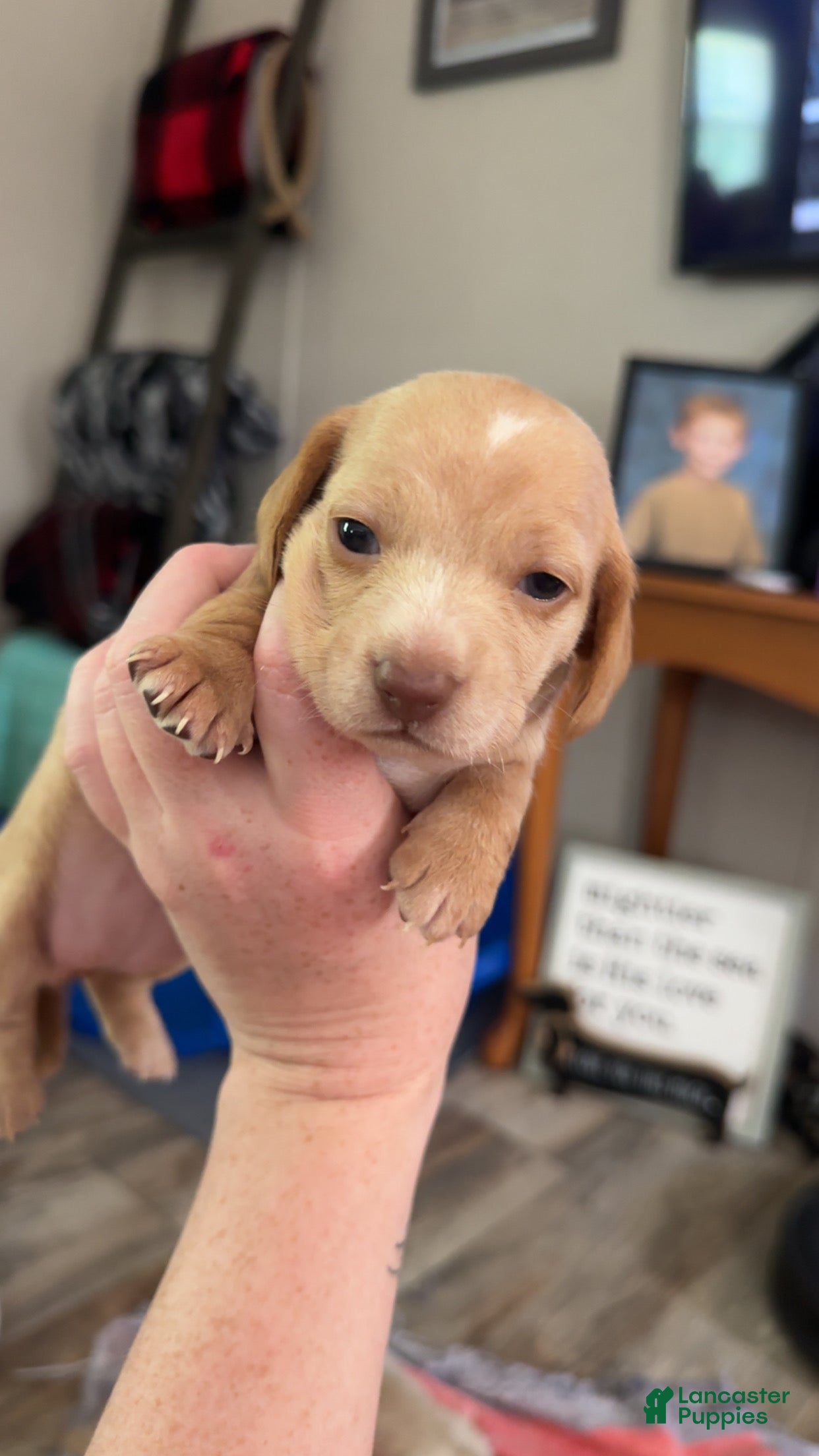 Miniature Dachshund dogs Miniature Dachshund Puppy 5 - Ad 26