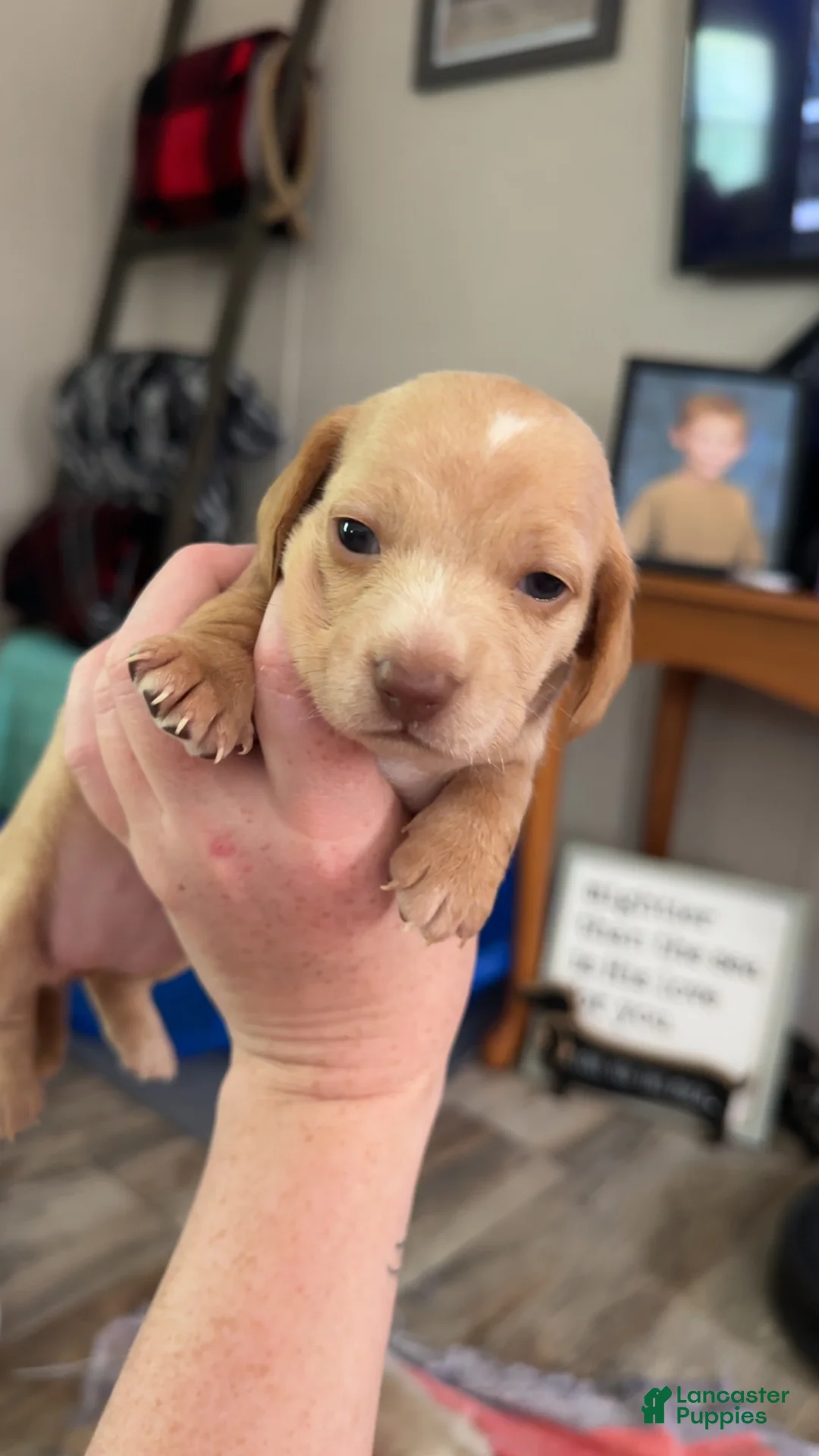 Miniature Dachshund dogs for sale: Miniature Dachshund Puppy 5 - Ad 1