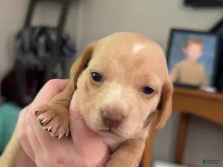 Miniature Dachshund dogs Miniature Dachshund Puppy 5 - Ad 26