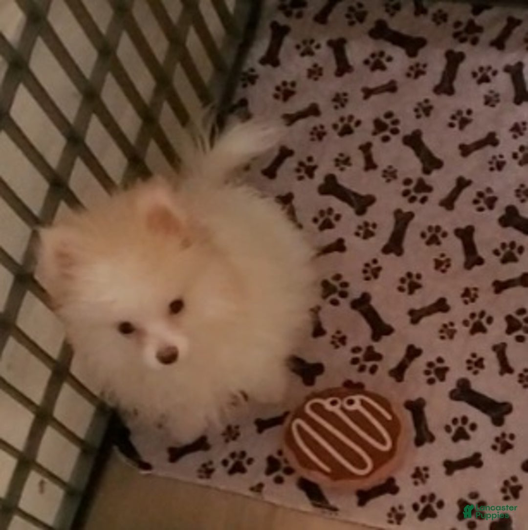 Pomeranian dogs for sale: Bandit  - Ad 1